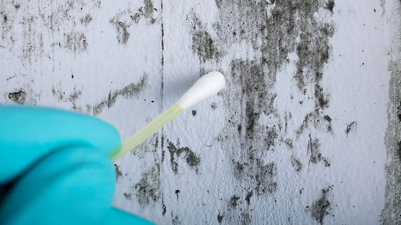 Mold being tested while performing home inspection services