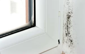 prevent mold growth