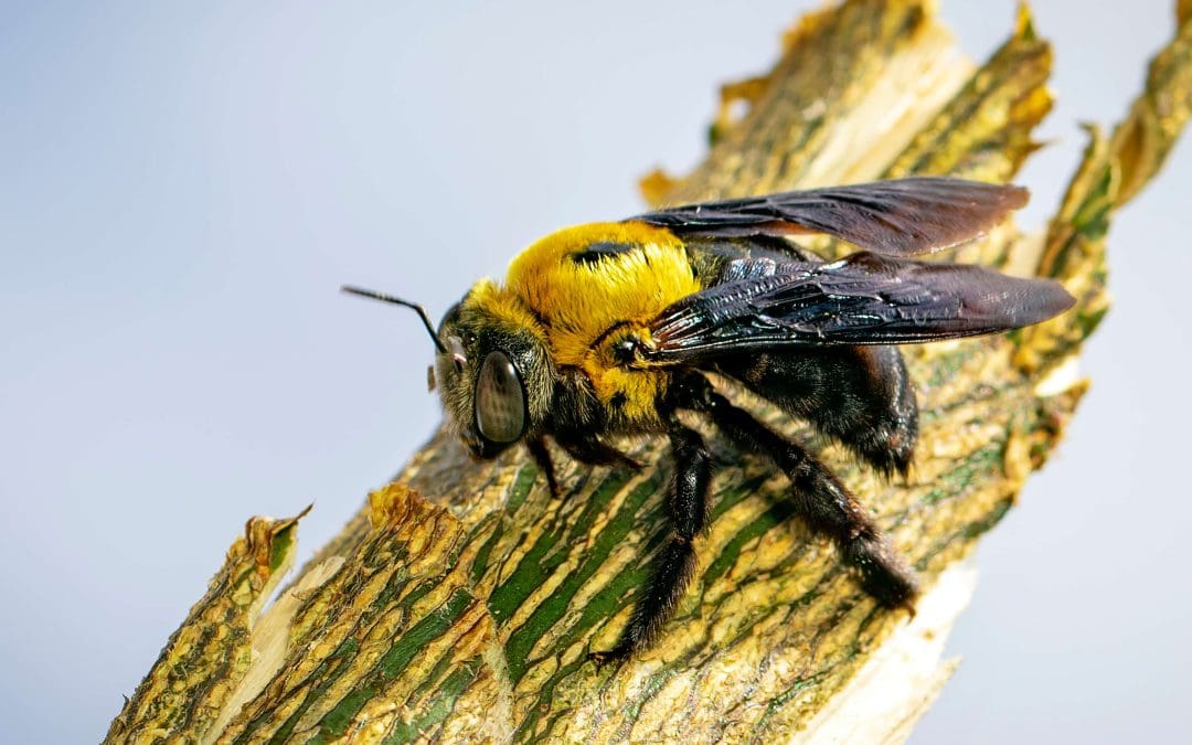 5 Tips To Remove Carpenter Bees From Your House