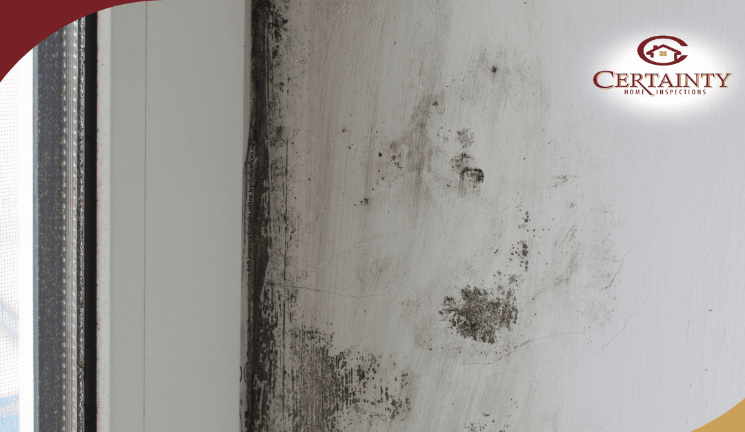 Moisture Issues? Know The Signs And Solutions