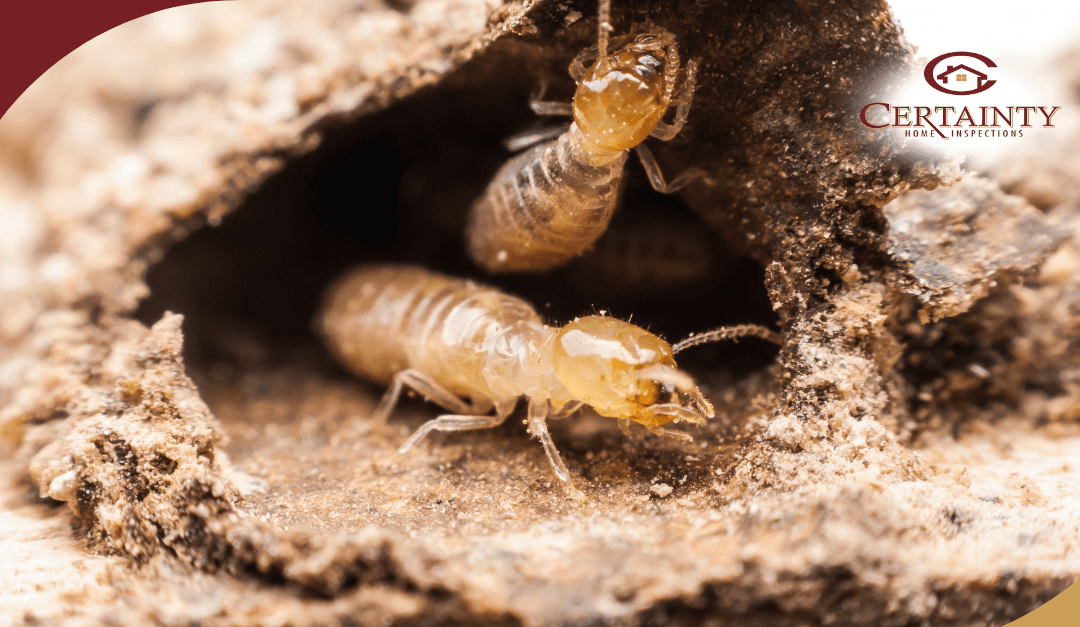 Termite Damage? A Home Inspection Will Reveal It