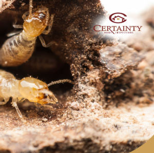Termites emerging from mud tunnel in damaged wood during home inspection.