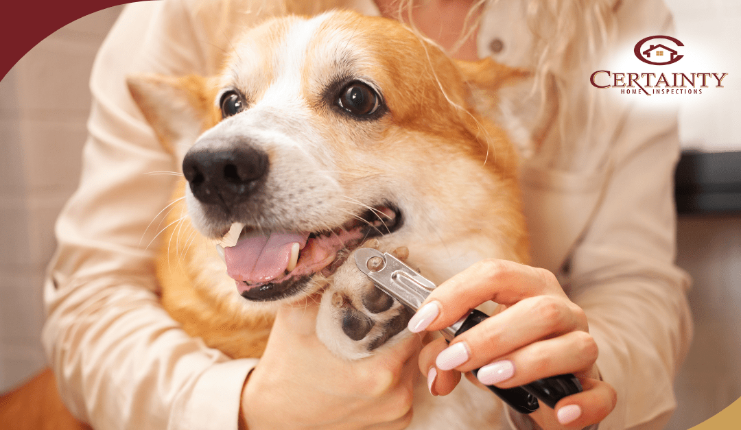 Essential Tips For Keeping Your Pets Safe This Summer