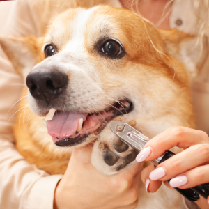Dog getting its nails trimmed by a groomer.