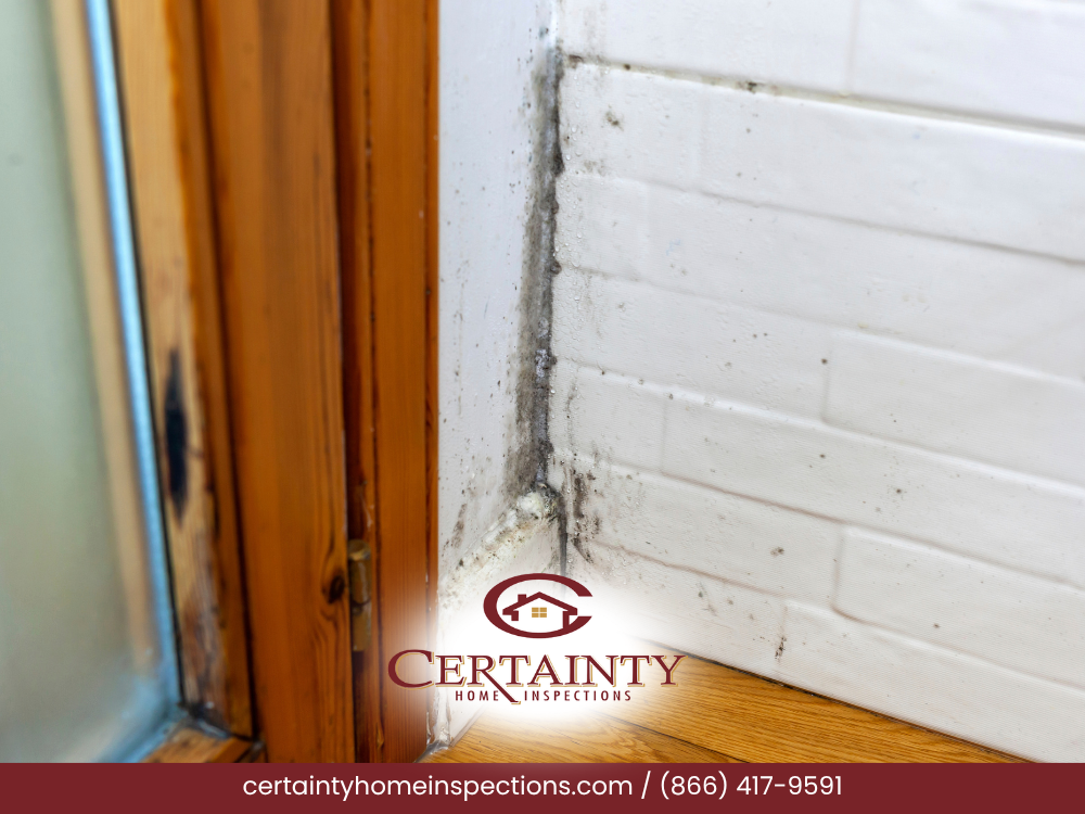 Mold growth in the corner near a window, showing visible discoloration and damage.