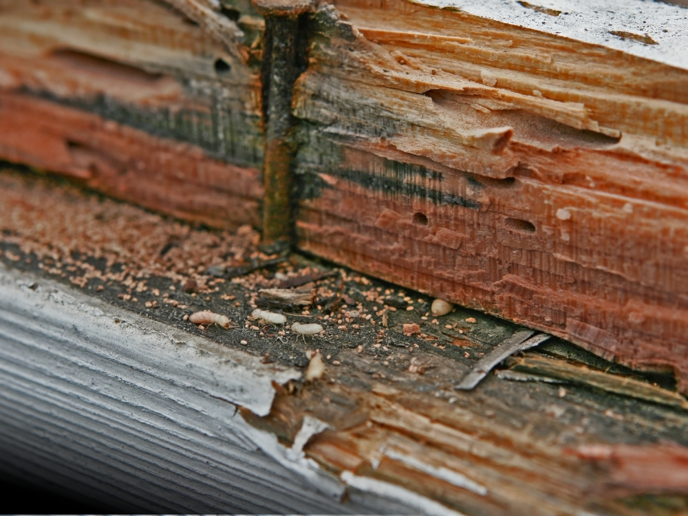 Wood damage caused by termites, with visible wood shavings and holes in the wood.