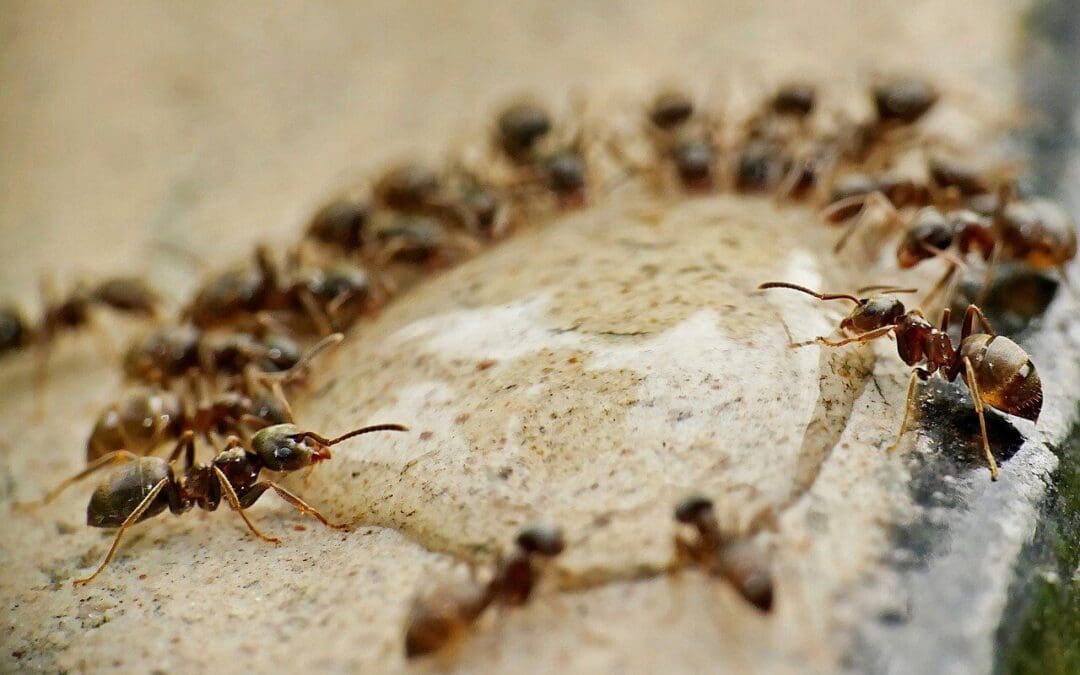 March No More: The Homeowner’s Complete Guide to Get Rid of Ants