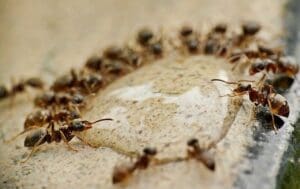 Get Rid of Ants